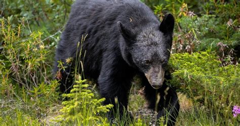 Hunters harvest 12 black bears during Missouri’s third hunting season